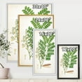 thumbnail image 4 of Designart 'Ancient Botanicals VII' Farmhouse Framed Canvas Wall Art Print, 4 of 5