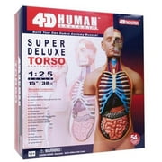 Tedco Toys 26080 4D Human Anatomy Deluxe Torso