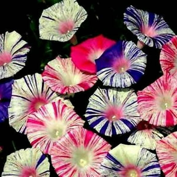 20 Carnival Mix Morning Glory Seeds