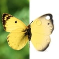 thumbnail image 5 of Juguete de dentición Oli & Carol Katia The Butterfly de caucho natural, 5 of 5