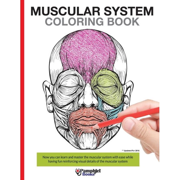 Muscular System Coloring Book: With colored illustrations like what you see on the back page, (Paperback)