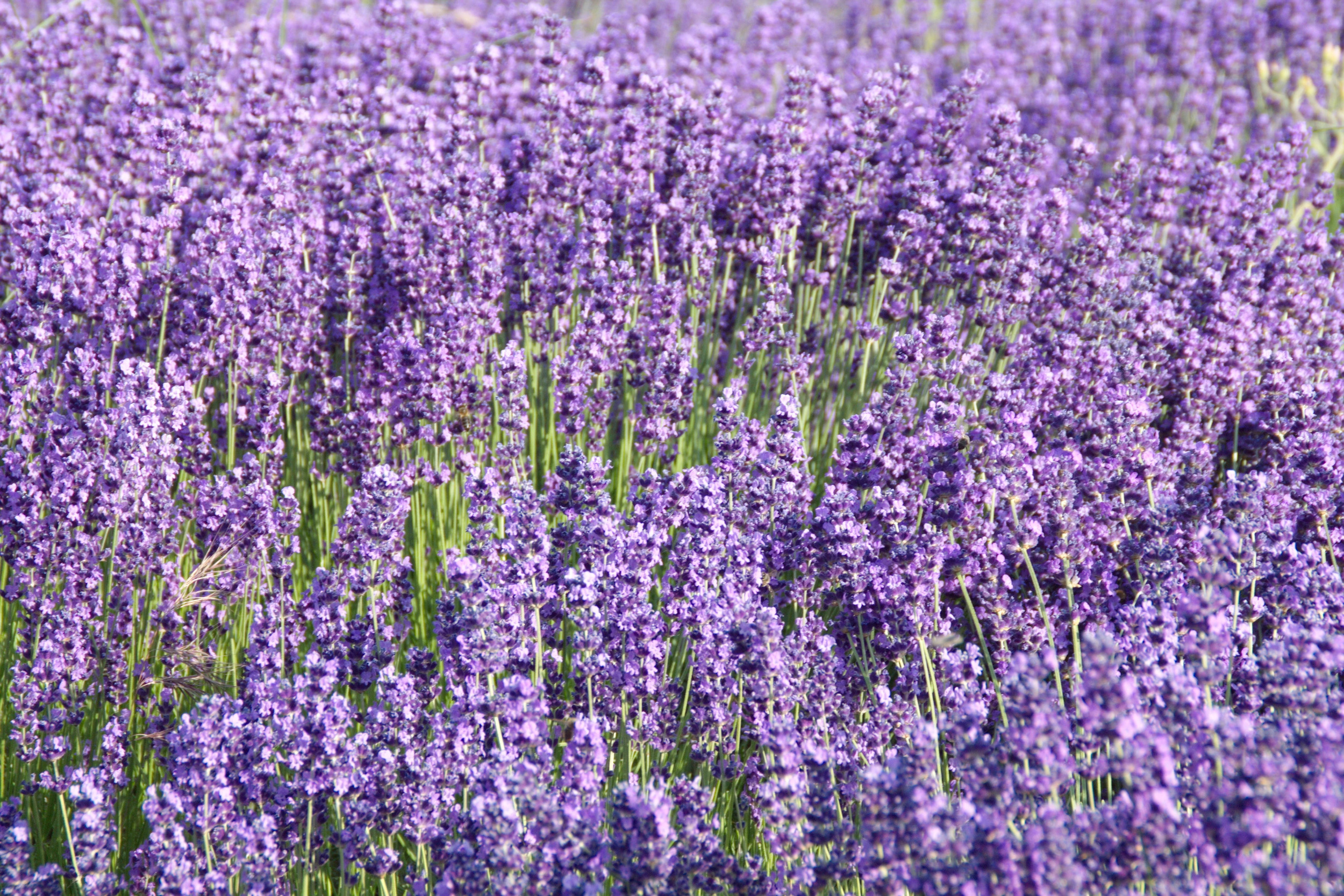 500 True ENGLISH LAVENDER VERA Lavandula Angustifolia Vera Herb Purple ...