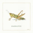 thumbnail image 3 of Audit, Lisa 15x15 Black Modern Framed Museum Art Print Titled - My Greenhouse Grasshopper, 3 of 5