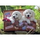thumbnail image 2 of Rompecabezas Ravensburger Perritos Viajeros 100 Piezas, 2 of 2