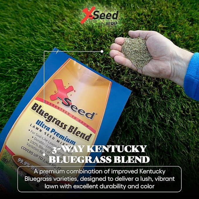 X-Seed Bluegrass Lawn Seed Blend with 4Most Seed Enhancement by DLF - Fast-Growing, Drought-Tolerant,Cool-Season Grass Seed for Thick, Green Lawns, 3 lbs.Covers up to 4,900 sq. feet, 99.9% Weed Free