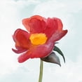 thumbnail image 2 of Ludwig, Alicia 15x15 White Modern Wood Framed Museum Art Print Titled - Joyful Peony I, 2 of 4