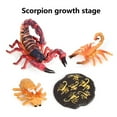 thumbnail image 2 of 1 Set Life Cycle Toy Household Simple Simulation Model Educational Toys Exquisite Interesting Scorpion Models for Home School Black Red, 2 of 10