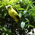 thumbnail image 3 of 6 Options Animal Artificial Feather Macaw Parrot Bird Statue Yellow, 3 of 8