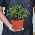 thumbnail image 5 of Peperomia 'Ripple', 3" Pot, Indoor Houseplant, Easy Care, Live Plant for Indoor & Outdoor, 5 of 7