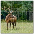 thumbnail image 1 of Picture-Tiles.com: Deer Ceramic Tile Wall Mural WAL500433-66XL. 72"W x 72"H using (36) 12" x 12" Ceramic Tiles-Satin Finish, 1 of 3