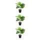 thumbnail image 5 of Inteprter ABS Tortuga en Maceta Plantas Falsas Bajo Mantenimiento JH5477, 5 of 6