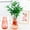 🔥 Red, variant on Msgweeeg Transparent Hydroponic Plantsers Philodendron Moneywort Glass-Look Vase Plastic Home Decor Accent Natural Indoor Water Plants Growing Solution Modern