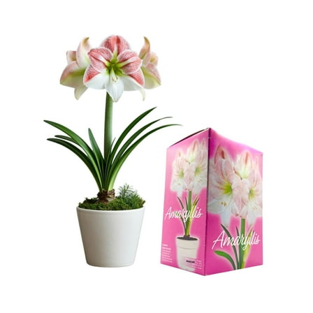 Amaryllis Grow Kit - Pre Potted Amaryllis Bulb in Gift Box - Ready to Grow - Great for Christmas (Pink & White)
