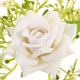 thumbnail image 3 of Houderco 4Pcs Adjustable White Wrist Corsage Bracelet with Artificial Flowers for Elegant Wedding Wear, 3 of 6