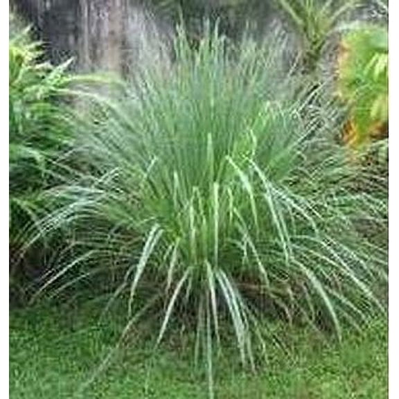 Citronella Grass in a 4 inch Container