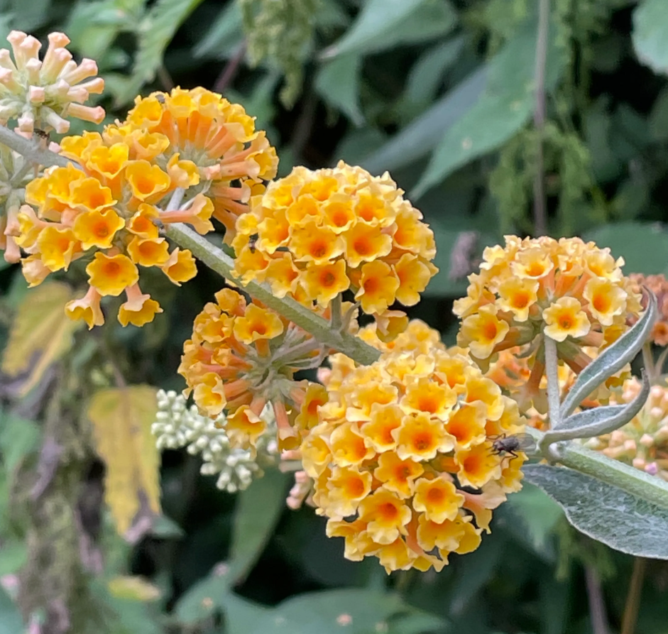 Buddleia Honeycomb Plant Live for Planting, 4 to 6 Inch Tall, Live Buddleia Flower Plant, Butterfly Bush Live Plant Indoor Outdoor, No Pot