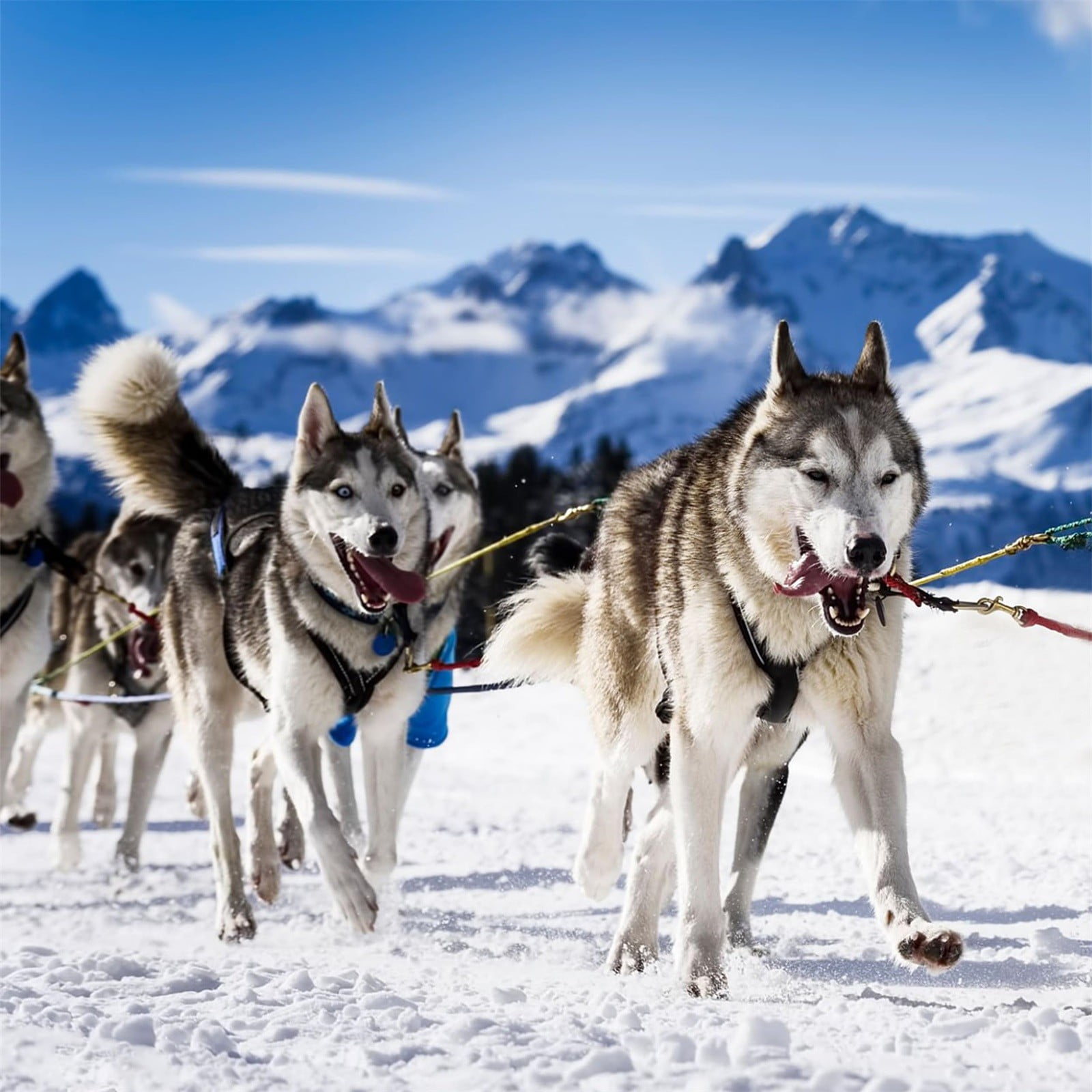 Ailezt Mushing Harness For Dog Sled Exercise Pet Weight Pulling Sledding Harness Bikejoring Skijoring Large Running Dog Sledding Canicross Scootering