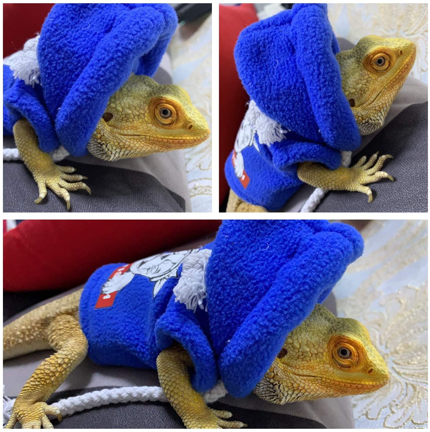 lizard in sweater