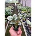 thumbnail image 5 of Peperomia 'Frost' | Live Plant for Indoor & Outdoor, 5 of 6