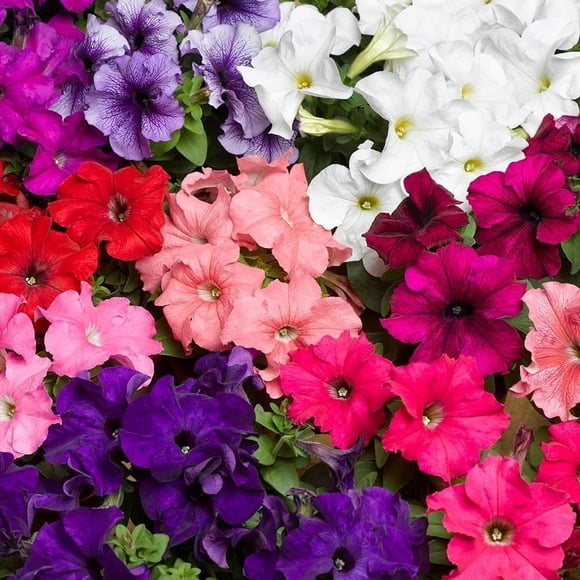 HIGHGW Morning Glory Seeds for Planting-Annual Climbing Vine, Trumpet-Shaped Blooms, Fast-Growing, Ideal for Trellises, Fence Covering & Balcony Vertical Decor, Attracts Pollinators