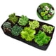 thumbnail image 2 of Cateissary Solución de plantación elevada fácil y conveniente de tela - Bolsa de bolsa de rejilla múltiple Bolsa de plantación de vegetales Jardín y Patio negro 30cm*30cm*30cm, 2 of 6