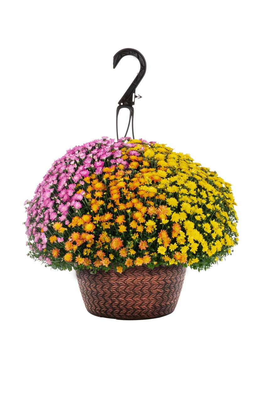 Better Homes & Gardens 1.5G Multicolor Orange Purple Yellow Mum (1 Count) Live Plant with Hanging Basket
