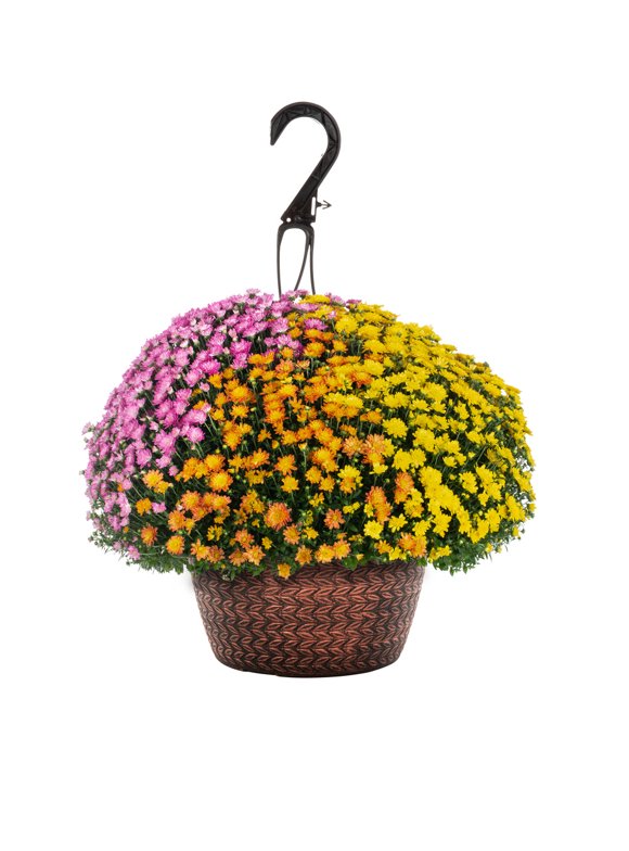 Hanging Baskets in Annuals