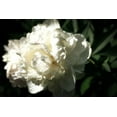 thumbnail image 2 of Calkins, Michelle 32x23 Black Ornate Wood Framed with Double Matting Museum Art Print Titled - White Peony In Spring, 2 of 4
