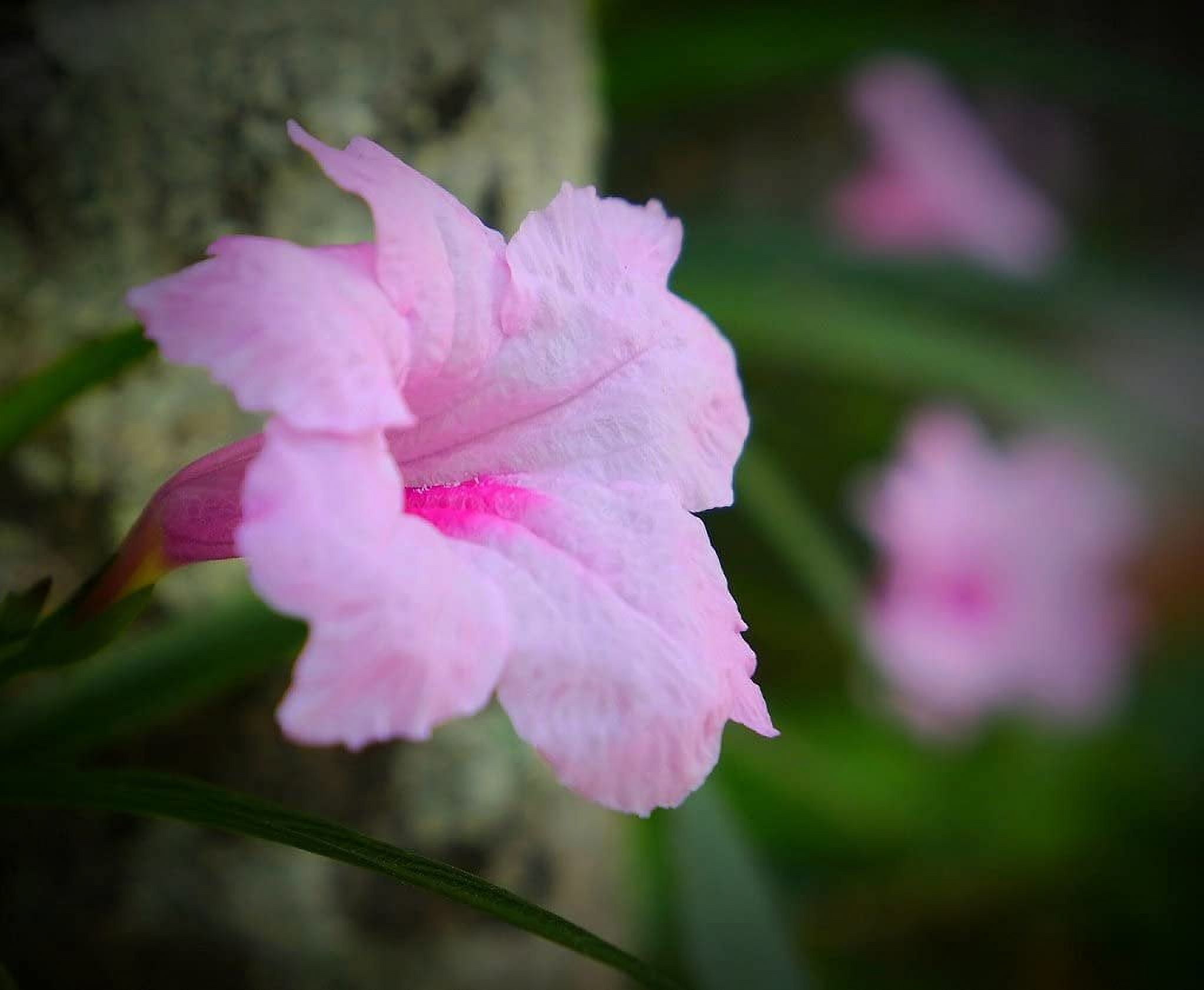 Pink Mexican Petunia  3 Live Plants  Ruellia Brittoniana  Drought Tolerant Low Maintenance Blooming Butterfly Bush