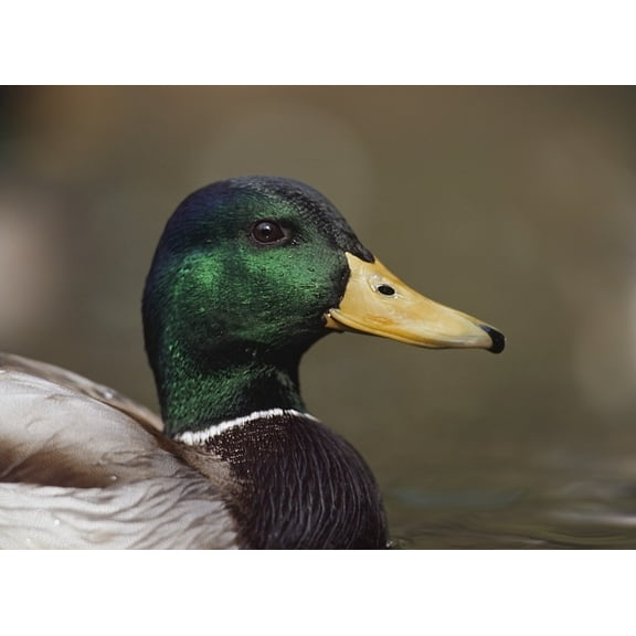 Posterazzi DPI1865400LARGE Mallard Drake Head Portrait Poster Print, 36 x 26