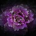 thumbnail image 2 of Carson, Brian 26x26 Black Ornate Wood Framed with Double Matting Museum Art Print Titled - Flowering Cabbage, 2 of 4