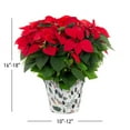 thumbnail image 4 of Holiday Time 3.5QT Red Poinsettia Live Houseplant White Foil Cover Indirect Sunlight, 4 of 9