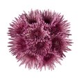 thumbnail image 4 of Pink Spider Mums - Farm Direct Fresh Cut Flowers - 50 Stems, 4 of 9