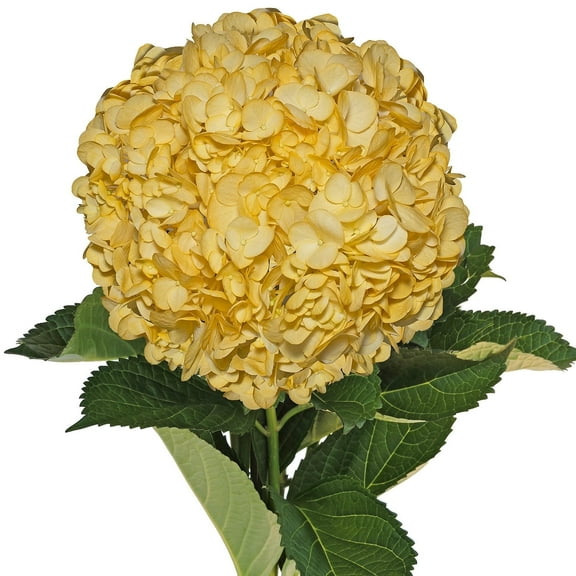 Hydrangeas 15 Stems of Airbrushed Fall Yellow Farm Direct Fresh Cut Flowers by Bloomingmore