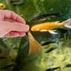thumbnail image 4 of COSMOBETTY 12Ud Accesorio De Acuario Mopas De Reproducción Para Peces Con Fácil Mantenimiento Y Ocupa Poco Espacio, 4 of 7