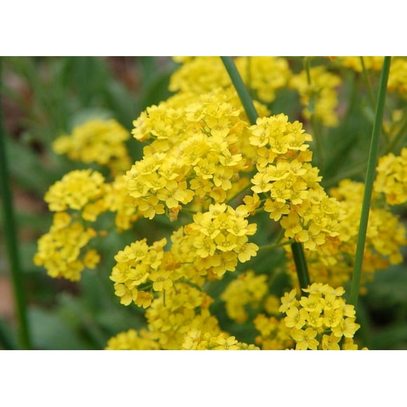 HJADGG Alyssum Mountain Gold Flower Seeds, Perennial Garden Plant, 50+ Seeds