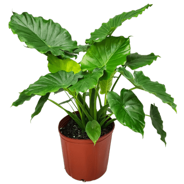 Tropical Plants of Florida 26" to 32" Alocasia California Elephant Ear Plant; Bright, Indirect Light
