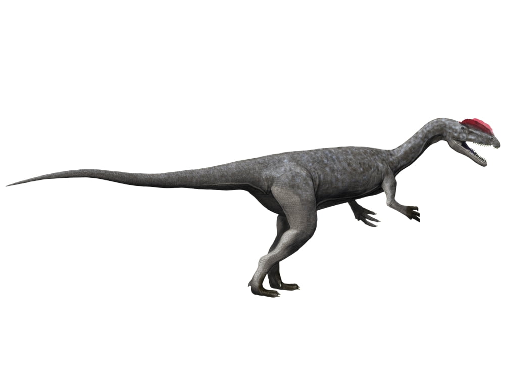 dinosaur with white cap on head
