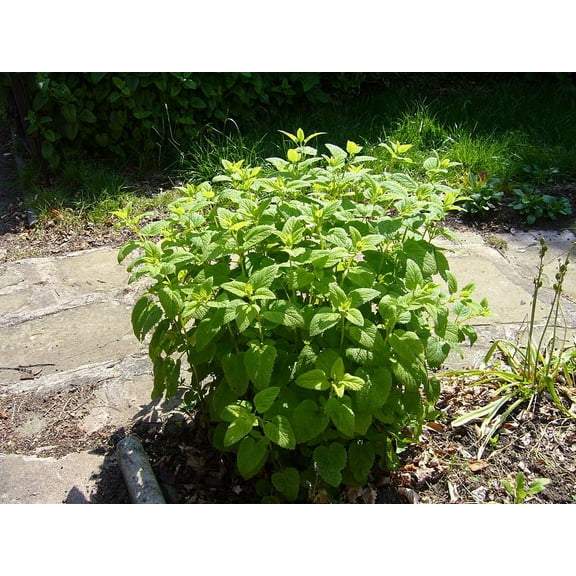 Lemon Balm Great Garden Herb by Seed Kingdom Bulk 1/4 Lb Seeds