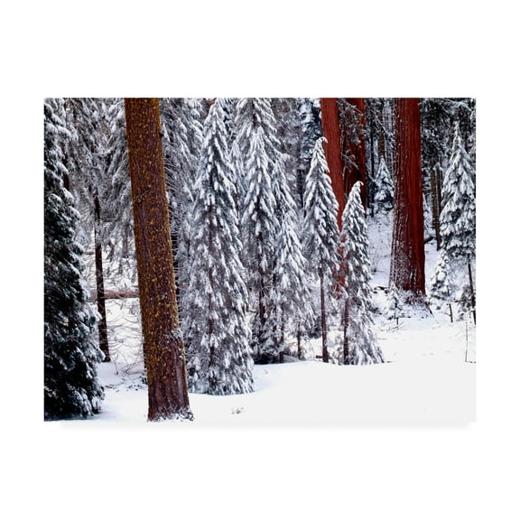 Trademark Fine Art 'Pines In Winter California' Canvas Art by Monte Nagler