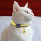 thumbnail image 3 of Hebilla de Seguridad de Liberación Rápida con Collares Reflectantes para Gatos de 24 Piezas con Campana (12 Colores), 3 of 10