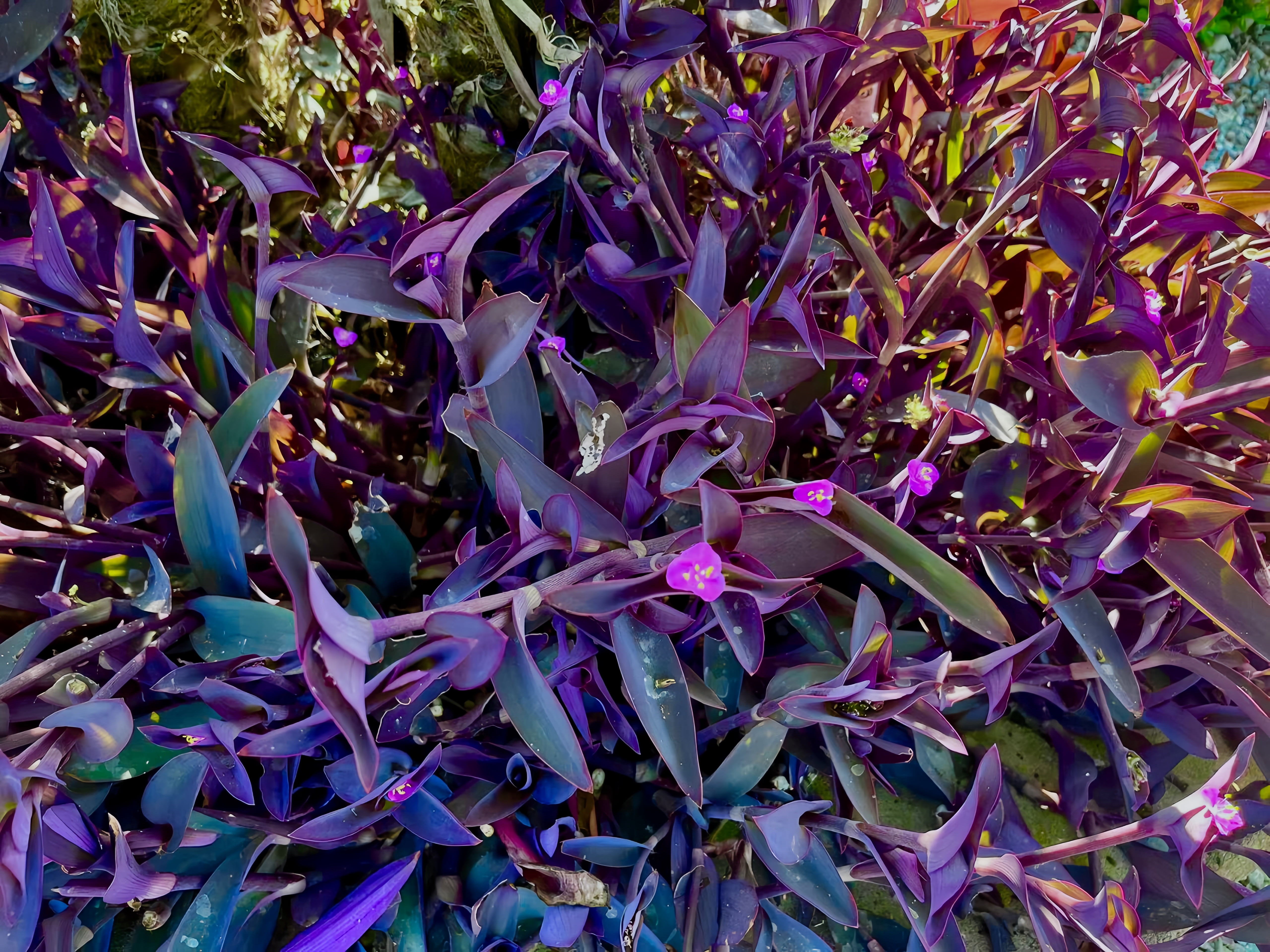 4"-8" Purple Wandering Tradescantia Pallida Purpurea Live Plants, 15 Count