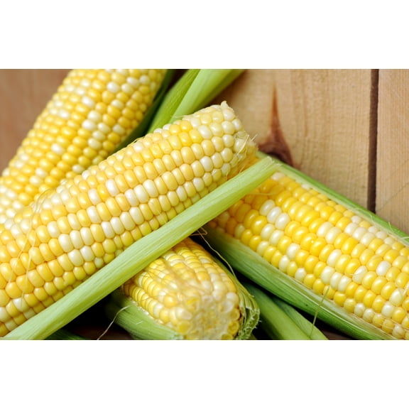 Earthcare Seeds - Sweet Corn Peaches and Cream 50 Seeds (Zea Mays) Heirloom - Open Pollinated - Non GMO - Untreated Seed