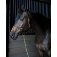 thumbnail image 5 of Gatsby Adj Turnout Leather Halter w/Snap Weanling, 5 of 6