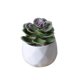 thumbnail image 5 of Billuyoard Simulación de plantas suculentas artificiales, bonsái, arreglo en maceta de flores falsas, paisaje, sala de estar, de fiesta en casa Type1 NO1, 5 of 6