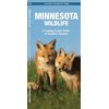 Minnesota Wildlife : A Folding Pocket Guide to Familiar Species