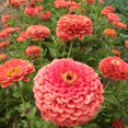 thumbnail image 2 of TomorrowSeeds - Coral Beauty Zinnia Seeds - 600+ Count - For 2025 Planting Non-GMO Long-Lasting, 2 of 6