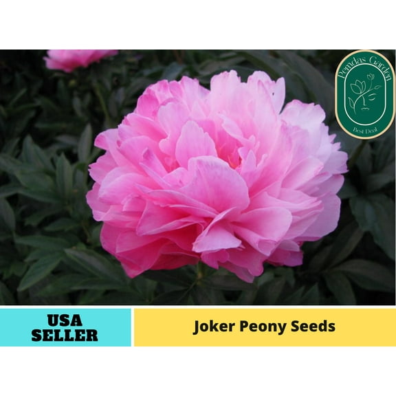 10  Seeds| Joker Peony Seeds - Authentic Seeds - Perennial Seeds~ GMO Free ~Flower seeds~ Vegetable seeds~ Asian Garden~ Herbs B5G1#B010