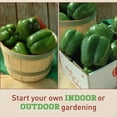 thumbnail image 5 of Harris Seeds - Pepper Karisma F1 Seeds - Treated Variety - Large Fruits - 250 Seeds, 5 of 6