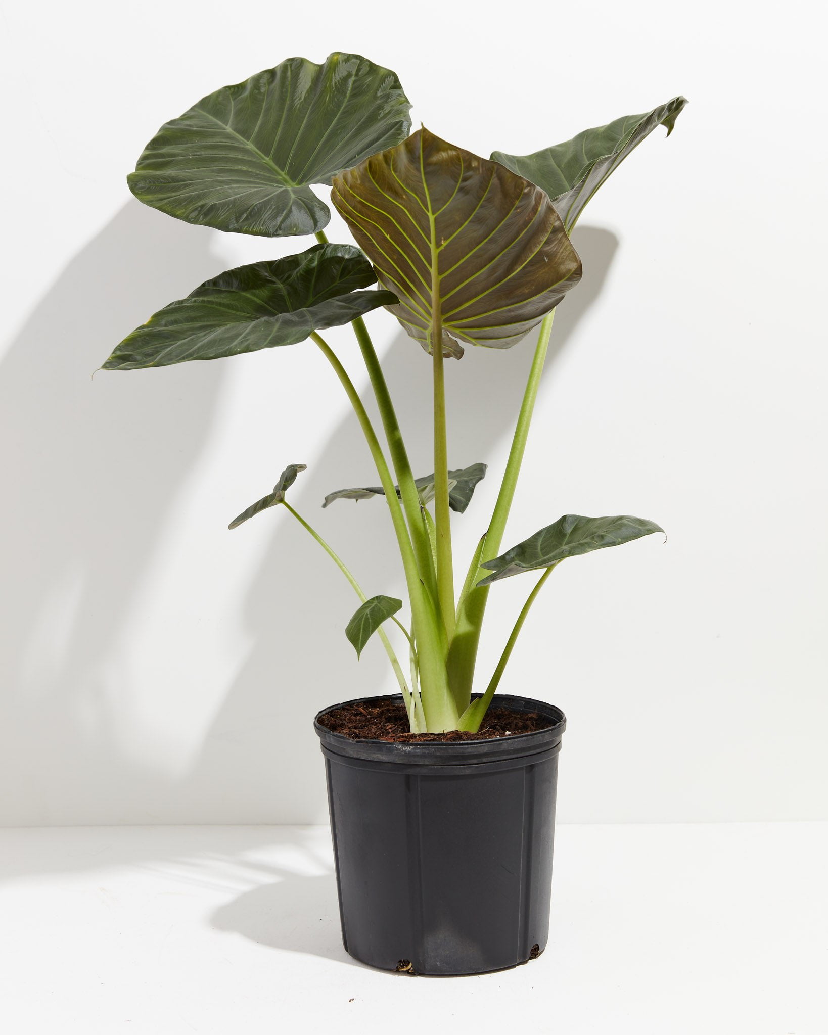 ⭐ GARDENERA Elephant Ear Plant Potting Soil - Experience Thriving Plants and Striking Foliage with this Professional Grade Mix - 10 QUART